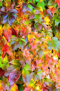 Selbstkletternde Jungfernrebe im Herbst