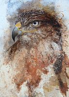 Koningsbuizerd