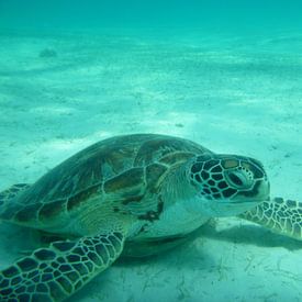 Schildpad onder water van Irma Boonman