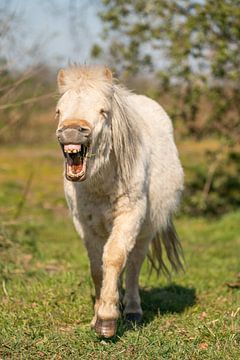 Lachende pony van Jeroen Mikkers