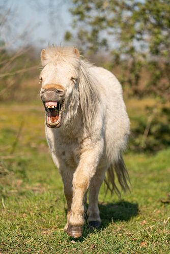 Laughing pony