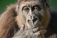 Gorilla close-up portret van dichtbij van Sjoerd van der Wal Fotografie thumbnail