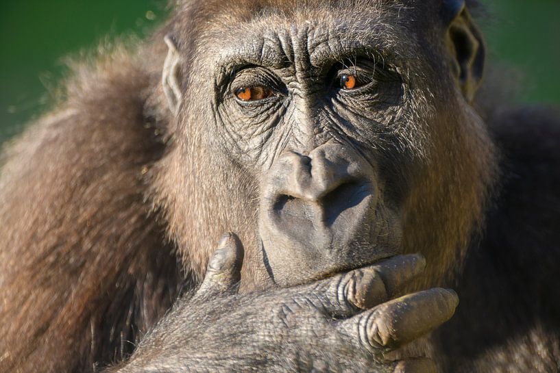 Gorilla close-up portret van dichtbij van Sjoerd van der Wal Fotografie