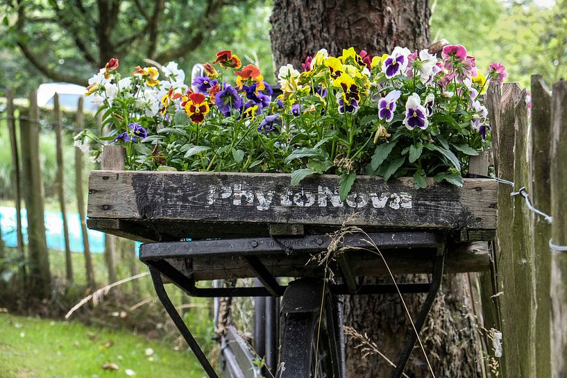 zomerbloemetje van jan van de ven