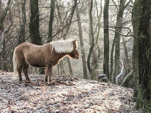 Shetlander in een mystiek winterlandschap van Peter