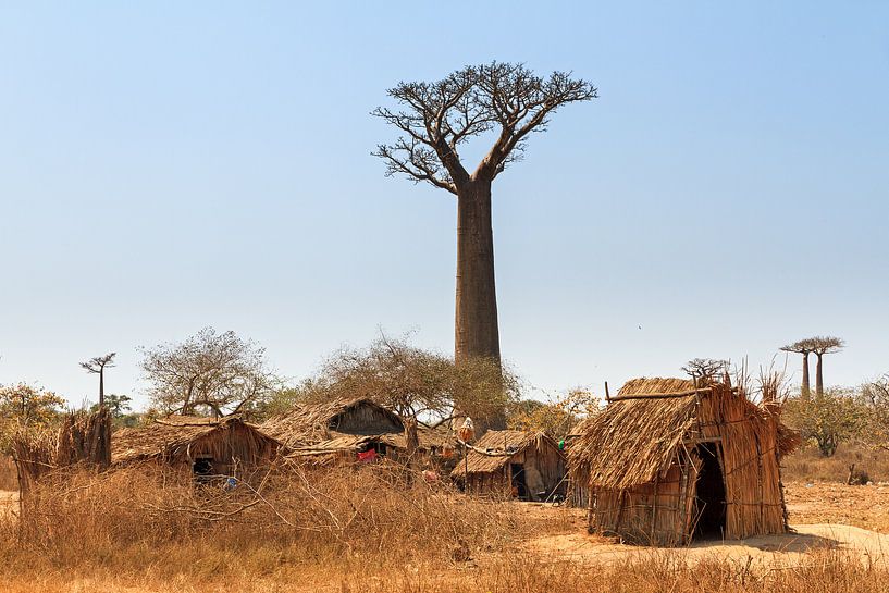 Leven onder de Baobabs von Dennis van de Water