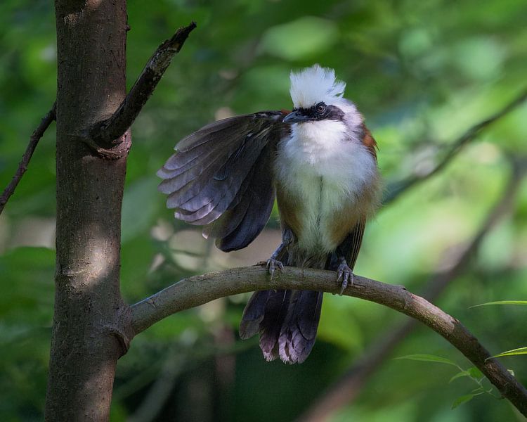 Eine Weißhaubendrossel auf einem Ast im Wald von Anges van der Logt