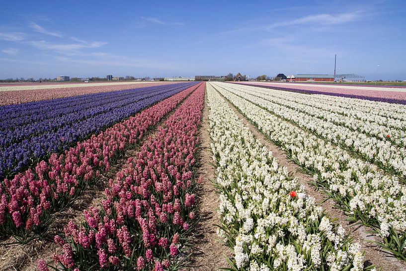 Gekleurde hyacintenvelde in het voorjaar von Maurice de vries