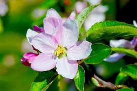 Pink apple blossom in spring
