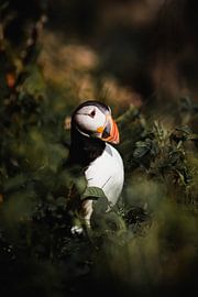 Puffin on Staffa by Milou - Fotografie