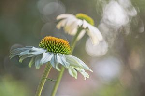 Blumen Teil 404