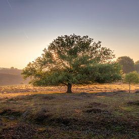 Lonely tree on the Posbank by Midi010 Fotografie