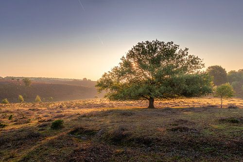 eenzame boom op de Posbank van Midi010 Fotografie