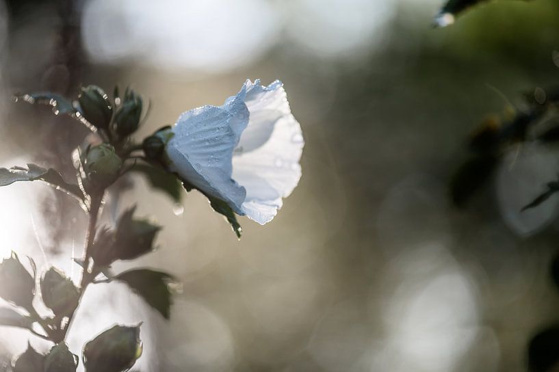 Cordia africana by Tania Perneel