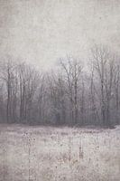 Trees in winter