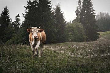 Koe in de Zwitserse Alpen | Zwitserland | reisfotografie | fotobehang van Laura Dijkslag