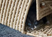 Nieuwsgierige kitten in rieten mand van Christa Thieme-Krus thumbnail