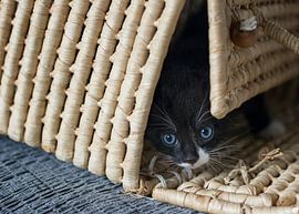 Curious kitten in wicker basket.
