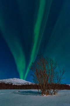 Aurora Nordpolarlicht am Nachthimmel über Nordnorwegen von Sjoerd van der Wal