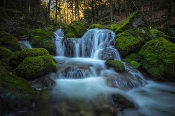 WALDBACH sur Simon Schuhmacher