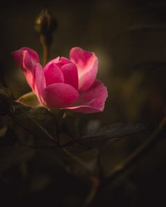 Little pink rose dark & moody van Sandra Hazes