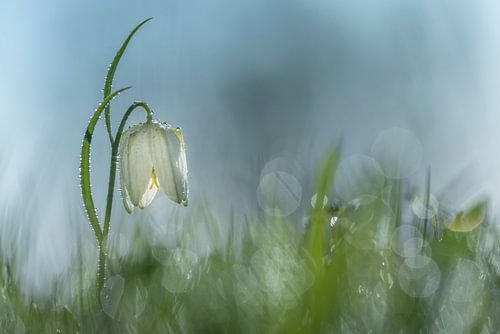 Kiebitzblüte taut auf