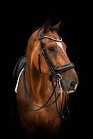 Fineart Horse