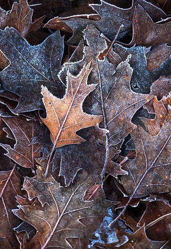 Bevroren Schoonheid: Close-Up van Bladeren met IJskristallen van Hevonax Photography