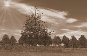 Bäume in Sepia