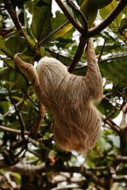 Faultier Costa Rica II von Get Framed Photography