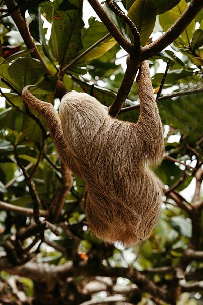 Faultier Costa Rica II von Get Framed Photography