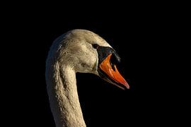 Imperméable à l'eau