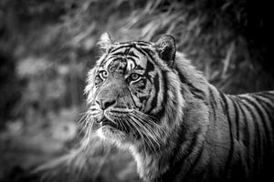Tiger von Kevin Vervoort