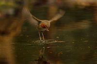 Robin in Bewegung