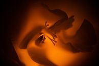 From the unknown by Patrick Schwarzbach thumbnail