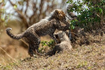 Spelen met cheetahs van Peter Michel