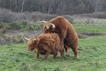 Oefenende hooglanders van Shirley Douwstra