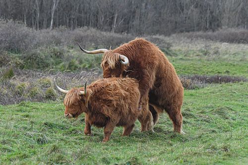 Oefenende hooglanders