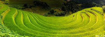Reisfeld in Mu Cang Chai.