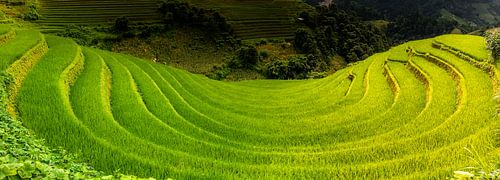 Rice field in Mu Cang Chai. by Jeroen Mikkers
