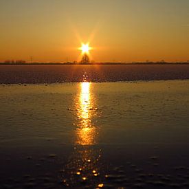 Zonnester  / The sun as a star above a tree in wintertime. von G. de Wit