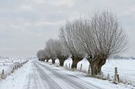 Kopfweiden säumen eine verschneite Straße, Bislicher Insel, Niederrhein von wunderbare Erde Miniaturansicht