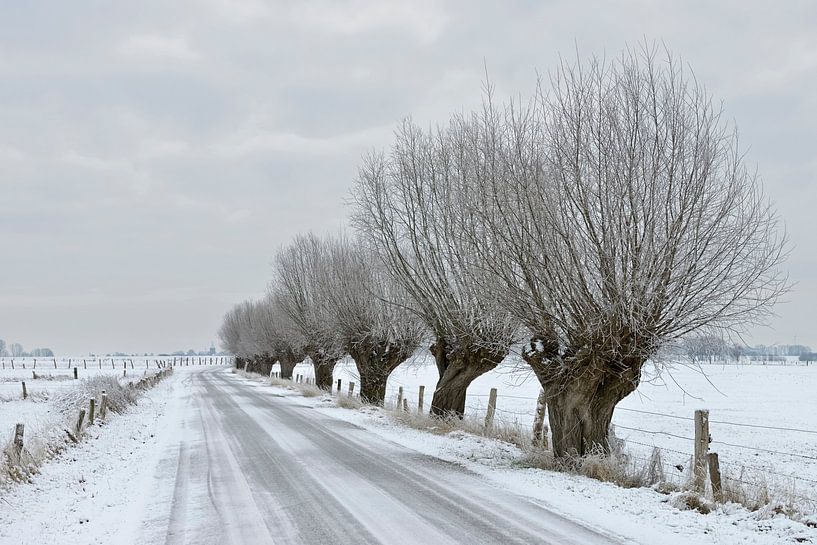 Kopfweiden säumen eine verschneite Straße, Bislicher Insel, Niederrhein von wunderbare Erde