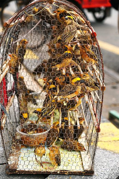 Birds in a cage in Phnom Penh, Cambodia by Lisa Gallo