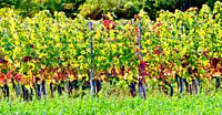 Wijngaarden in de zon van Leopold Brix thumbnail