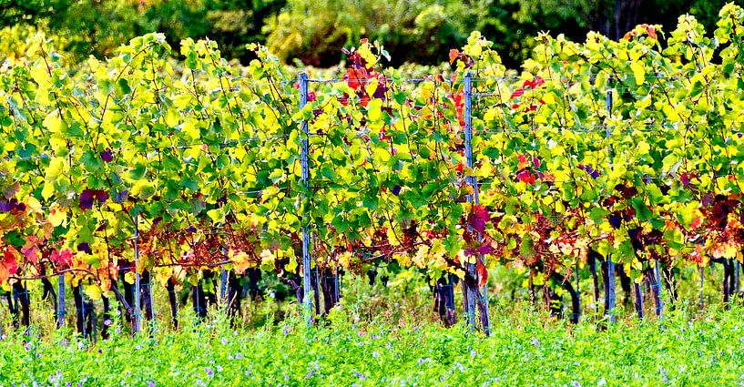 Wijngaarden in de zon van Leopold Brix