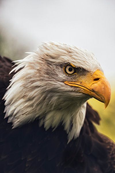 American bald eagle by Rik Verslype