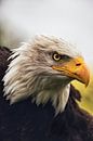 American bald eagle by Rik Verslype thumbnail