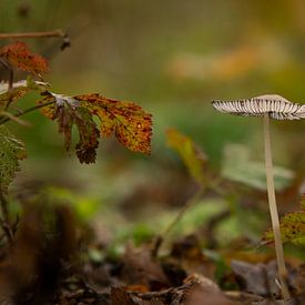 Hazepootje von MvdVfotografie