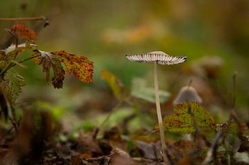 Hazepootje by MvdVfotografie